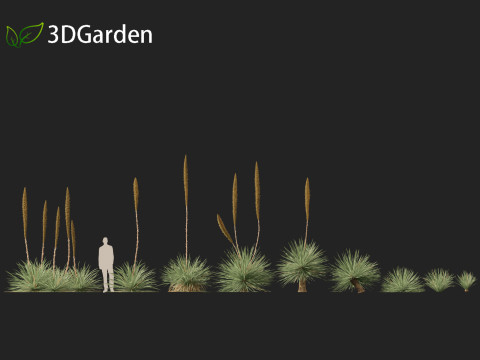 Dasylirion wheeleri Desert spoon 3D Модель