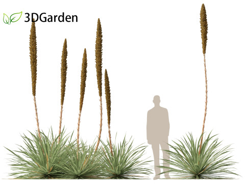 Dasylirion wheeleri Desert spoon 3D Модель