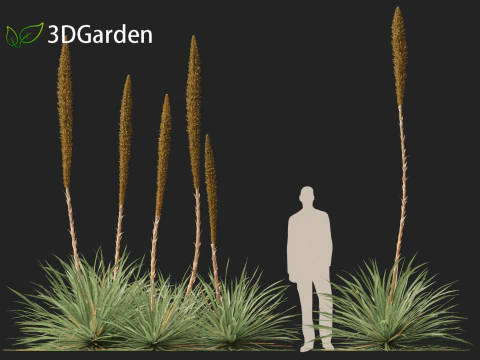 Dasylirion wheeleri Desert spoon 3D Model