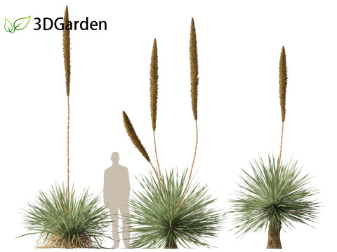 Dasylirion wheeleri Desert spoon 3D Модель