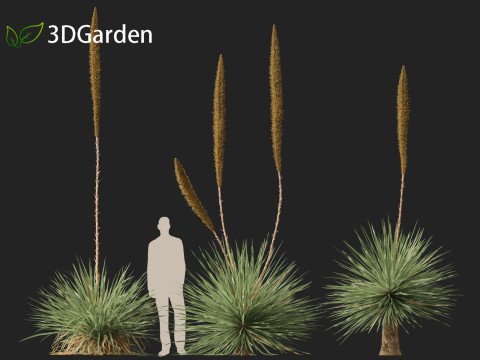Dasylirion wheeleri Desert spoon 3D Модель