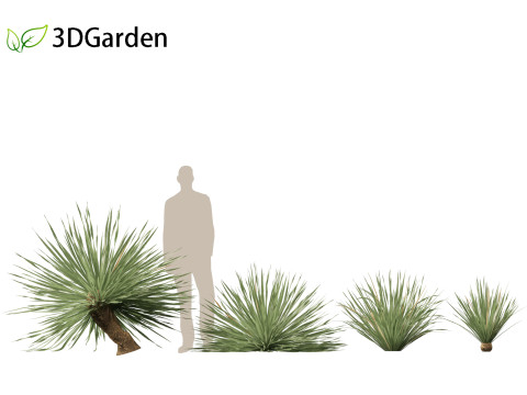 Dasylirion wheeleri Desert spoon 3D Модель