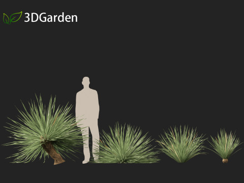 Dasylirion wheeleri Desert spoon 3D Модель