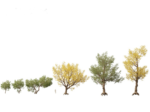 HighPolyLowPoly Populus fremontii - Fremont cottonwood 3Dモデル