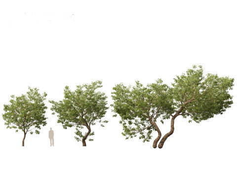 HighPolyLowPoly Populus fremontii - Fremont cottonwood 3Dモデル