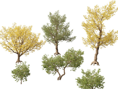 HighPolyLowPoly Populus fremontii - Fremont cottonwood 3Dモデル