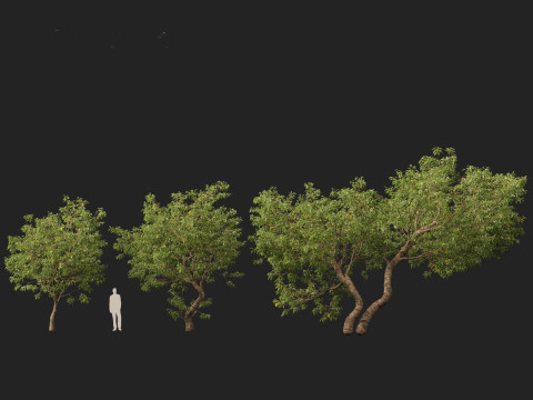 HighPolyLowPoly Populus fremontii - Fremont cottonwood 3Dモデル