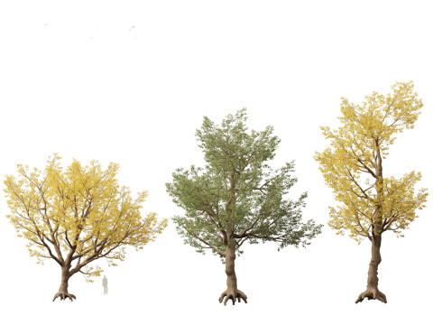 HighPolyLowPoly Populus fremontii - Fremont cottonwood 3Dモデル