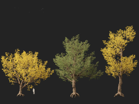 HighPolyLowPoly Populus fremontii - Fremont cottonwood 3Dモデル