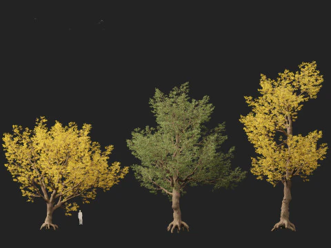 HighPolyLowPoly Populus fremontii - フリーモント ハコヤナギ 3Dモデル