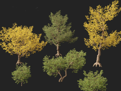 HighPolyLowPoly Populus fremontii - Fremont cottonwood 3Dモデル