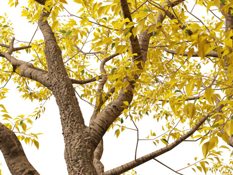 HighPolyLowPoly Populus fremontii - Fremont cottonwood 3Dモデル