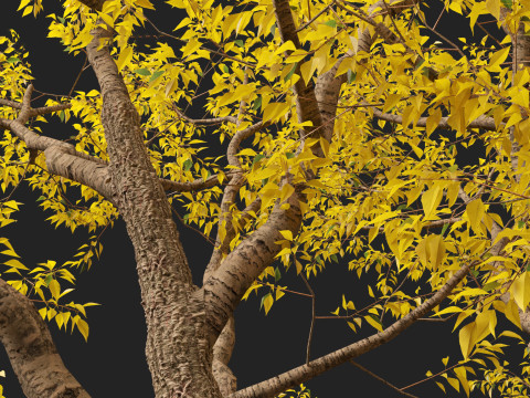 HighPolyLowPoly Populus fremontii - Fremont cottonwood 3Dモデル
