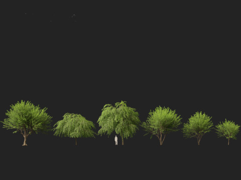 HighPolyLowPoly Prosopis chilensis - Chilean mesquite 3D-Modell