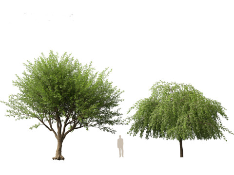 HighPolyLowPoly Prosopis chilensis - Chilean mesquite 3D-Modell