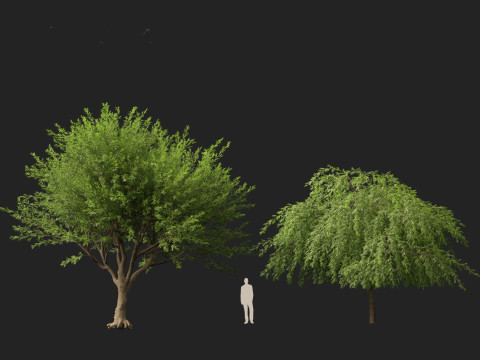 HighPolyLowPoly Prosopis chilensis - Chilean mesquite 3D-Modell