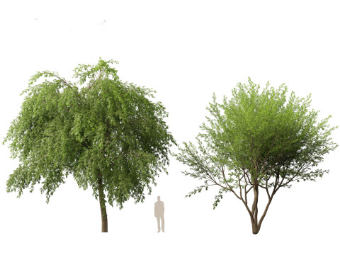 HighPolyLowPoly Prosopis chilensis - Chilean mesquite 3D-Modell