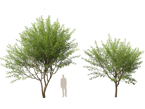 HighPolyLowPoly Prosopis chilensis - Chilean mesquite 3D-Modell