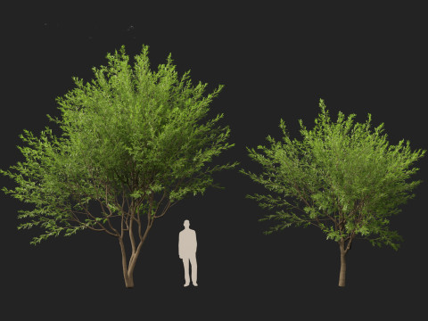 HighPolyLowPoly Prosopis chilensis - Chilean mesquite 3D-Modell
