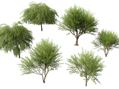 HighPolyLowPoly Prosopis chilensis - Chilean mesquite 3D-Modell