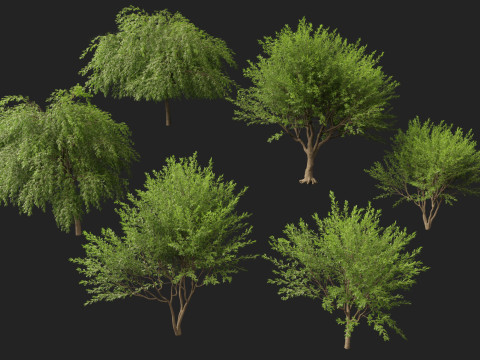HighPolyLowPoly Prosopis chilensis - Chilean mesquite 3D-Modell