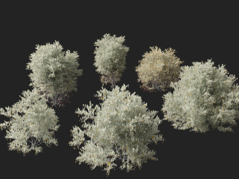 HighPolyLowPoly Simmondsia chinensis goat nut 3D Model