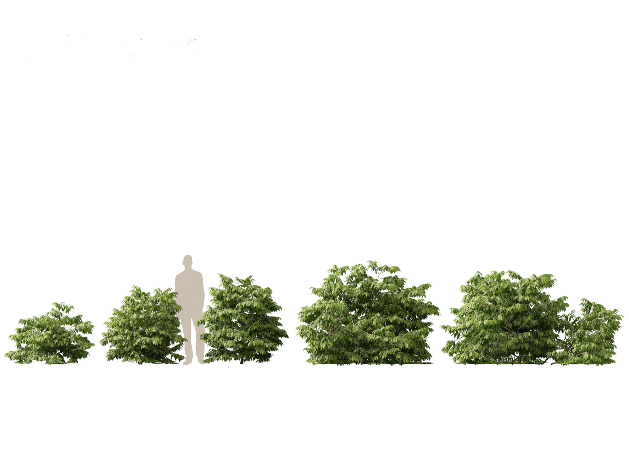 HighPolyLowPoly Artabotrys odoratissimus - ylang-ylang vine 3D Model .c4d .max .obj .3ds .fbx .stl .blend 