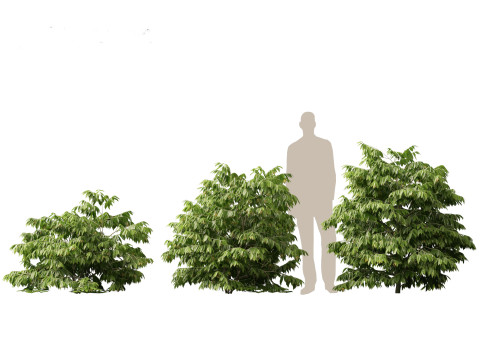 HighPolyLowPoly Artabotrys odoratissimus - ylang-ylang vine 3Dモデル