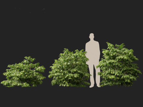 HighPolyLowPoly Artabotrys odoratissimus - ylang-ylang vine 3Dモデル