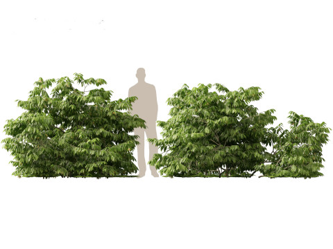 HighPolyLowPoly Artabotrys odoratissimus - ylang-ylang vine 3Dモデル