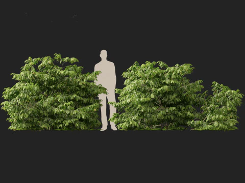 HighPolyLowPoly Artabotrys odoratissimus - ylang-ylang vine 3D Model