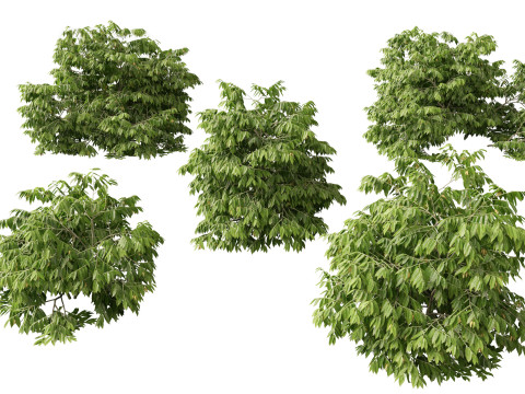 HighPolyLowPoly Artabotrys odoratissimus - ylang-ylang vine 3Dモデル
