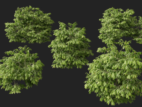 HighPolyLowPoly Artabotrys odoratissimus - ylang-ylang vine 3Dモデル