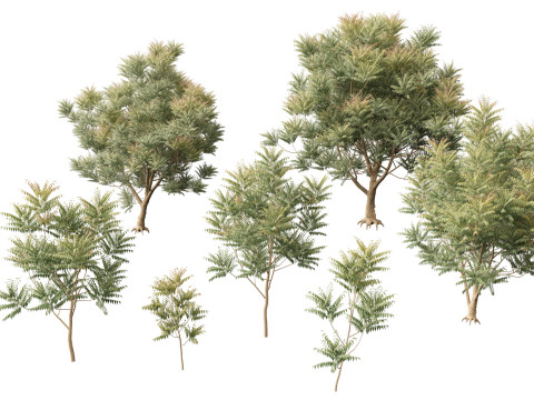HighpolyLow Poly Azadirachta Indica Neem Tree 3D Model
