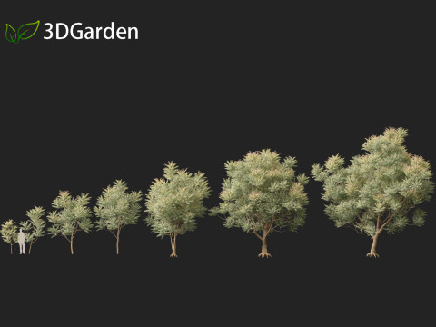 HighpolyLow Poly Azadirachta Indica Neem Tree 3Dモデル
