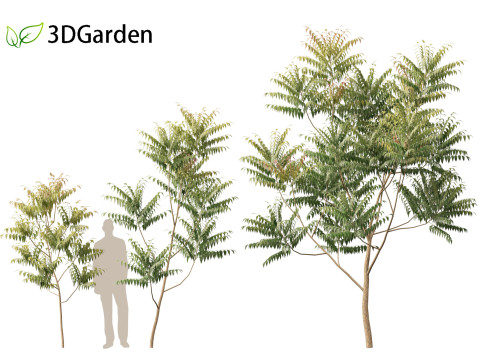 HighpolyLow Poly Azadirachta Indica Neem Tree 3Dモデル