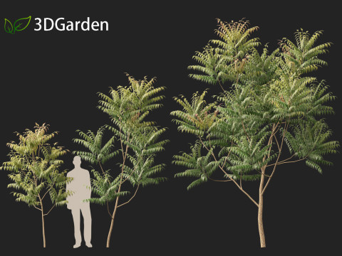 HighpolyLow Poly Azadirachta Indica Neem Tree 3Dモデル