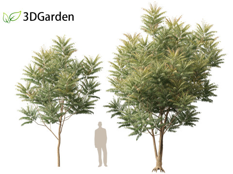 HighpolyLow Poly Azadirachta Indica Neem Tree 3Dモデル