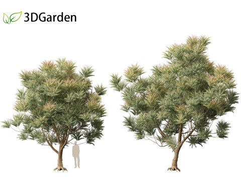 HighpolyLow Poly Azadirachta Indica Neem Tree 3Dモデル