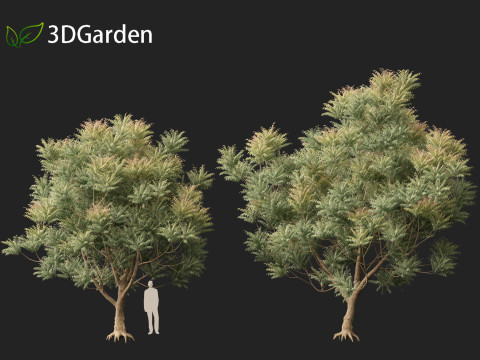 HighpolyLow Poly Azadirachta Indica Neem Tree 3Dモデル