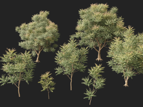 HighpolyLow Poly Azadirachta Indica Neem Tree 3Dモデル