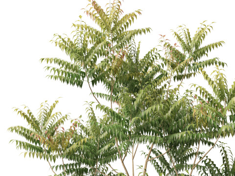 HighpolyLow Poly Azadirachta Indica Neem Tree 3Dモデル