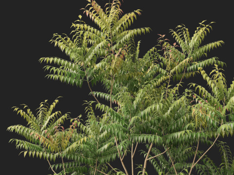 HighpolyLow Poly Azadirachta Indica Neem Tree 3Dモデル