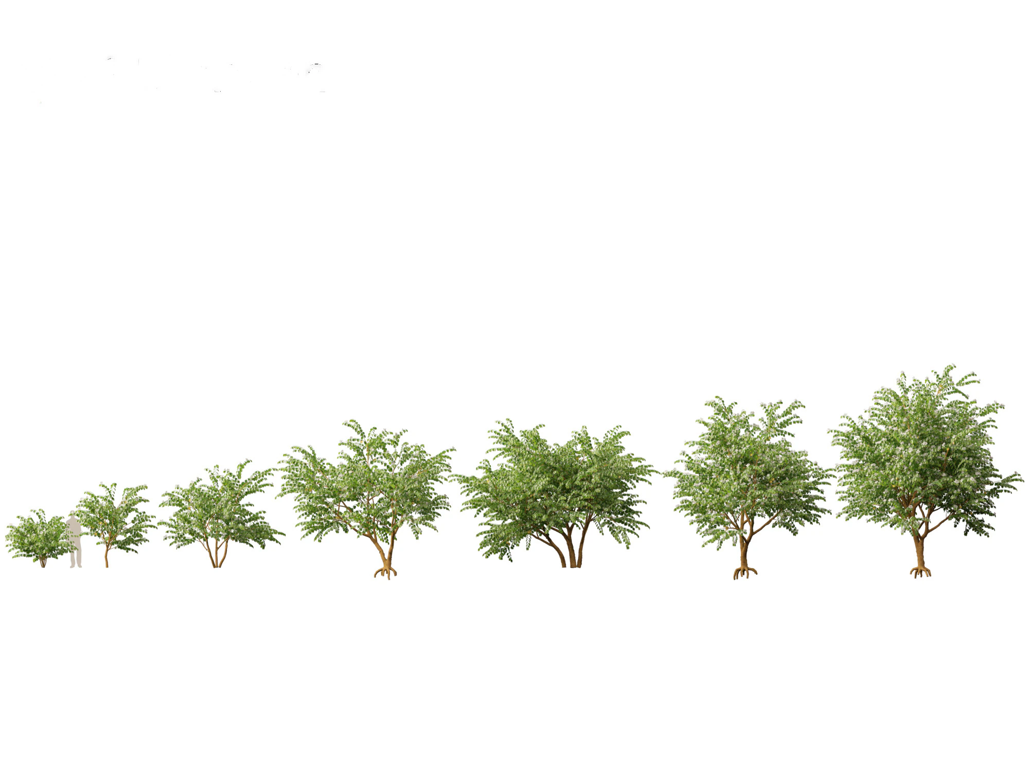 HighPolyLowPoly Bauhinia acuminata - Dwarf White Orchid Tree 3D Model .c4d .max .obj .3ds .fbx .stl .blend 