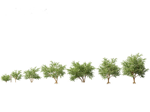 HighPolyLowPoly Bauhinia acuminata - Dwarf White Orchid Tree 3D Model