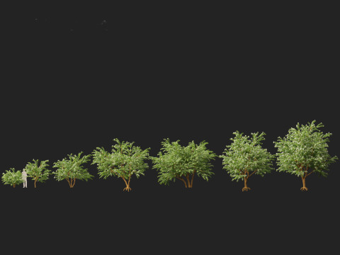 HighPolyLowPoly Bauhinia acuminata - Dwarf White Orchid Tree 3D Model