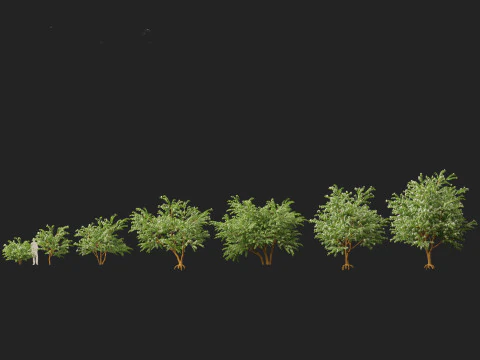 HighPolyLowPoly Bauhinia acuminata - Dwarf White Orchid Tree 3D Model