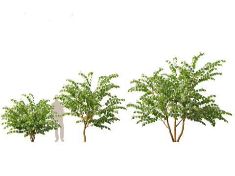HighPolyLowPoly Bauhinia acuminata - Dwarf White Orchid Tree 3D Model