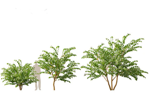 HighPolyLowPoly Bauhinia acuminata - Dwarf White Orchid Tree 3D Model