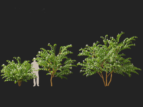 HighPolyLowPoly Bauhinia acuminata - Dwarf White Orchid Tree 3D Model